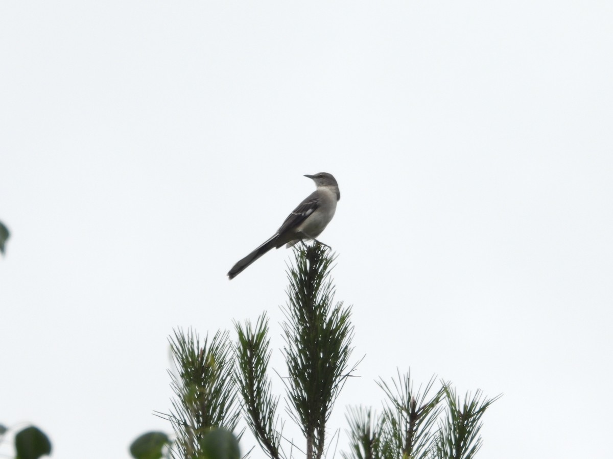 Northern Mockingbird - ML642998234