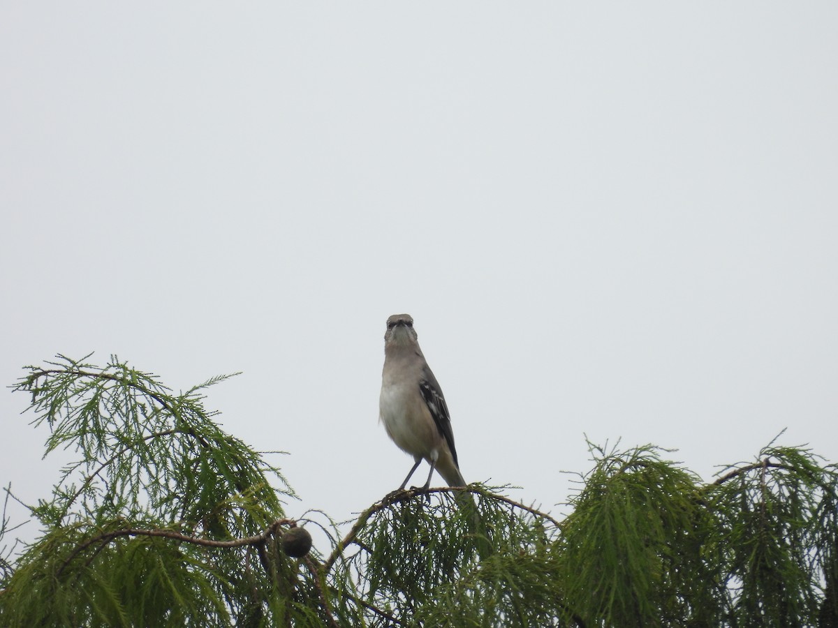 Northern Mockingbird - ML642998235