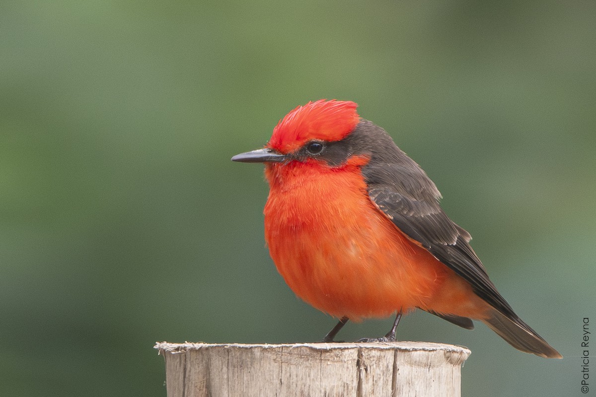 Vermilion Flycatcher - ML642998245