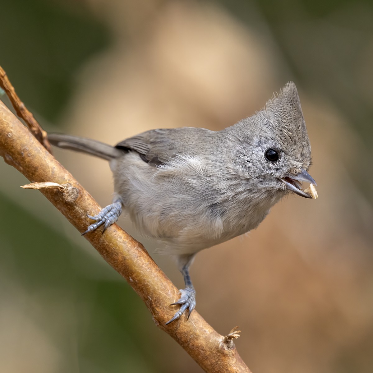 Oak Titmouse - ML642998256