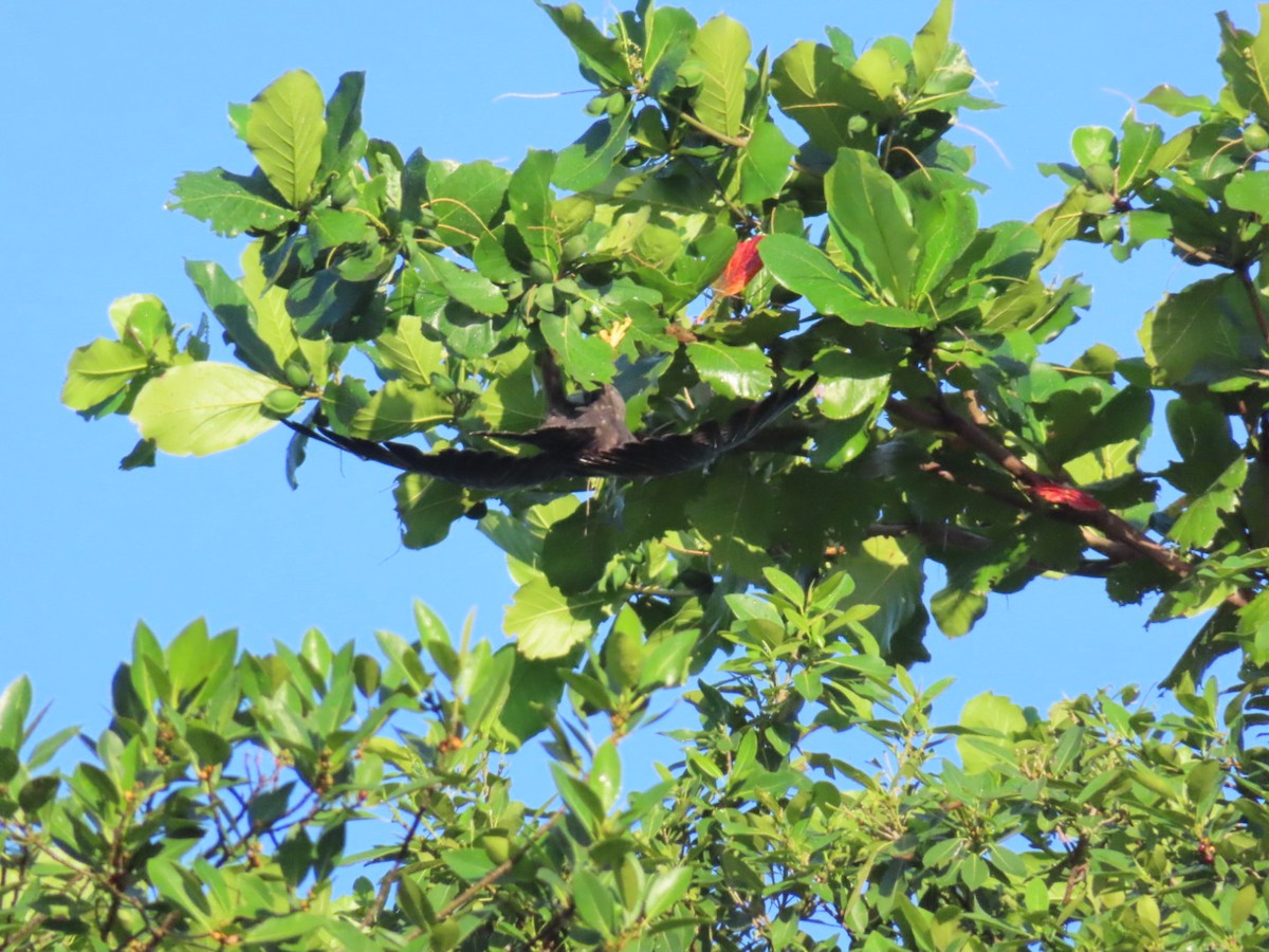 Short-tailed Hawk - ML642998261