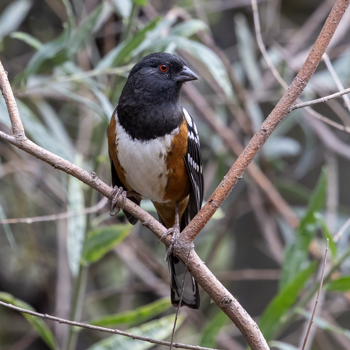Spotted Towhee - ML642998275