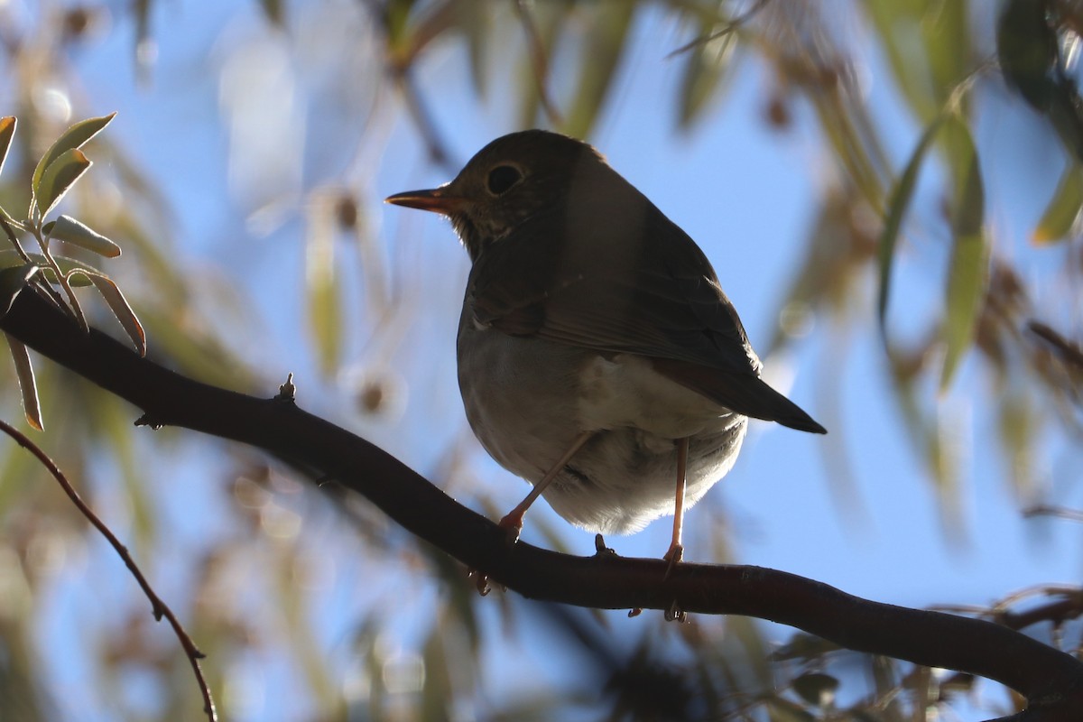 Swainson's Thrush - ML642998280