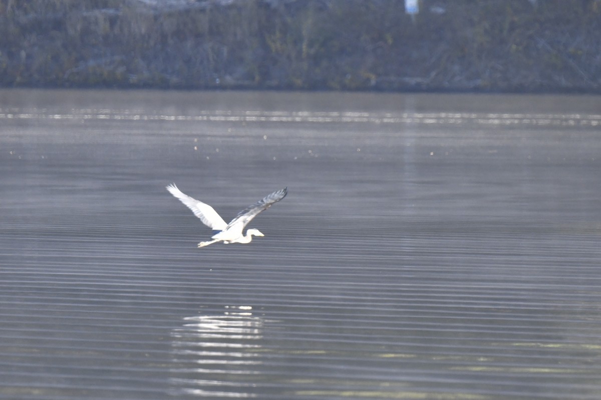 Great Blue Heron - ML642998296
