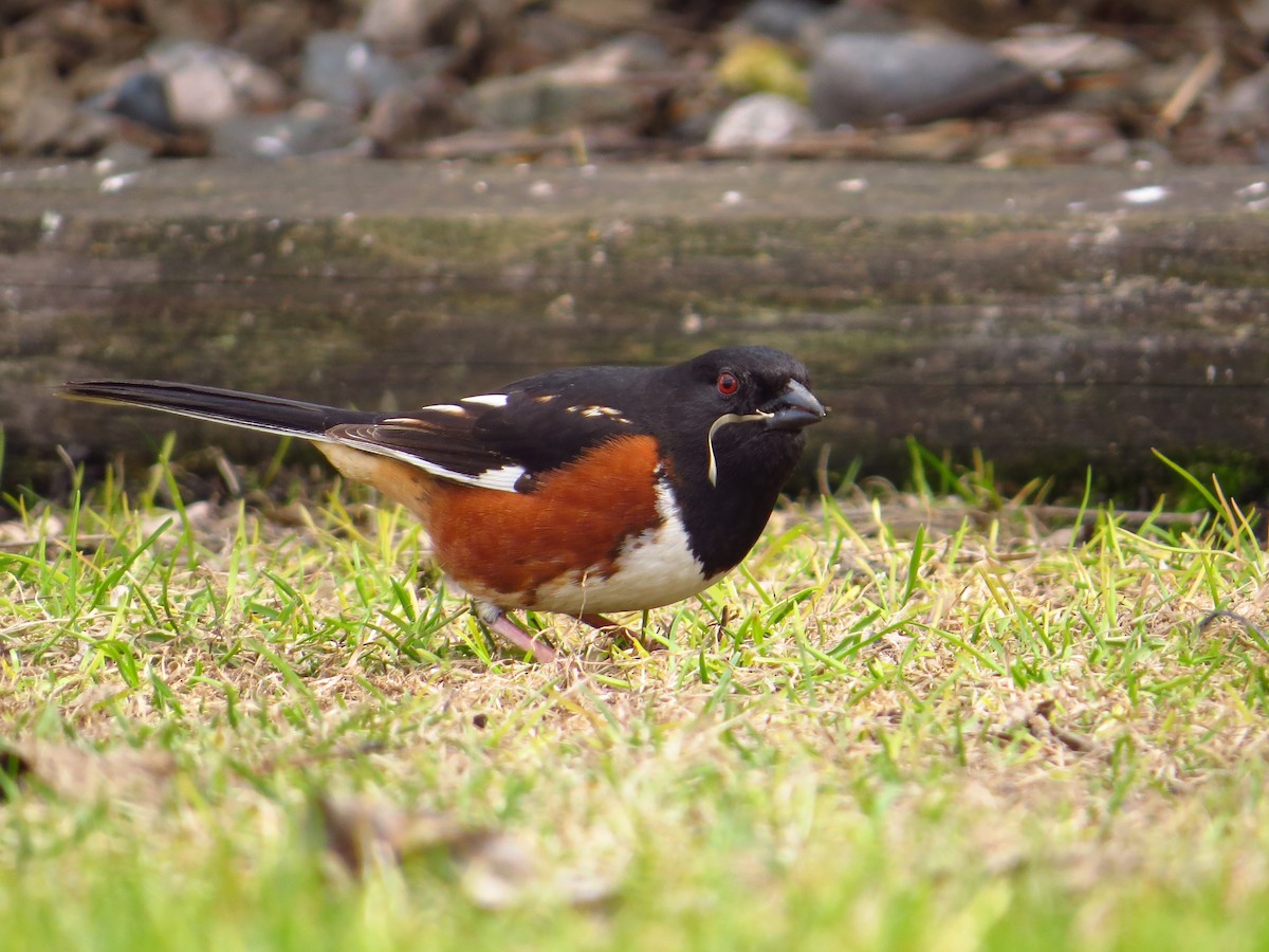 Spotted x Eastern Towhee (hybrid) - ML64299831