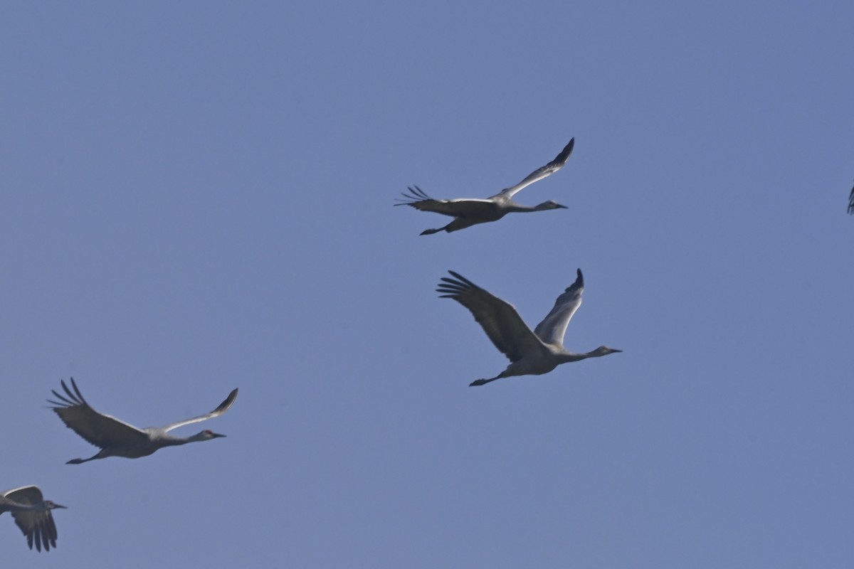 Sandhill Crane - ML642998310