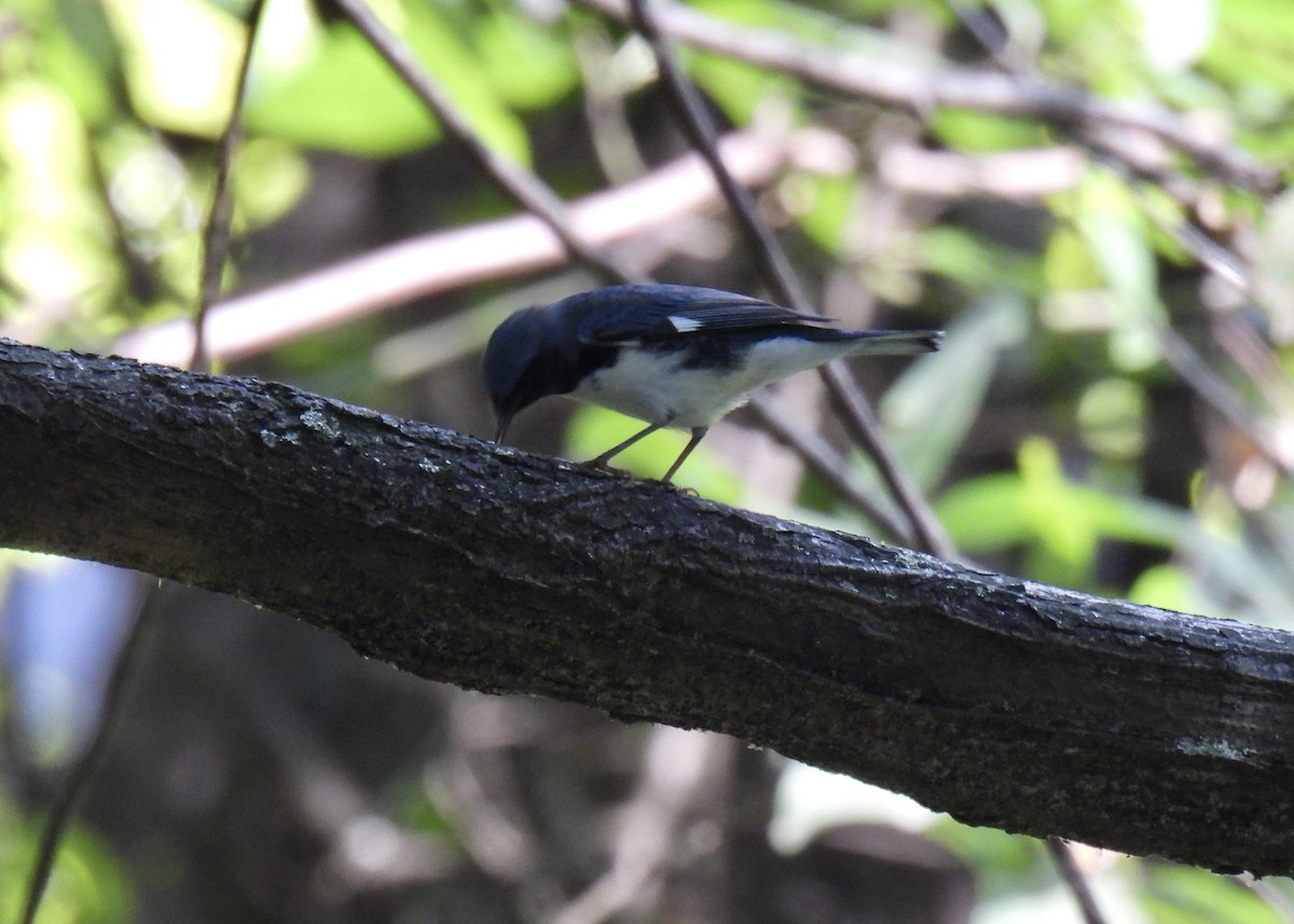 blåparula - ML642998313