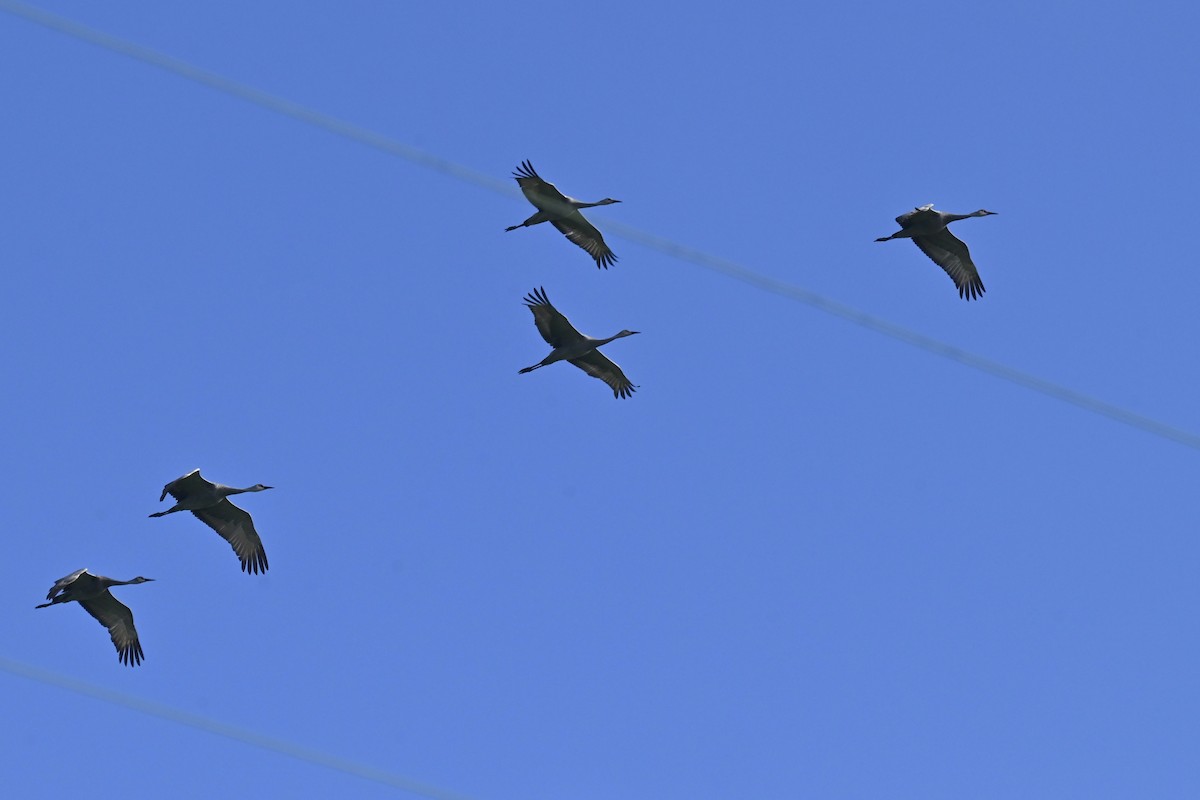 Sandhill Crane - ML642998324