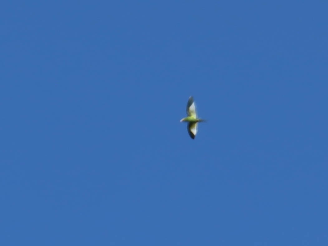 White-winged Parakeet - ML642998333