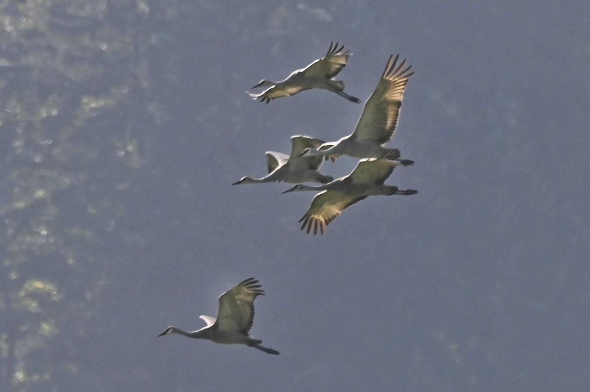 Sandhill Crane - ML642998336