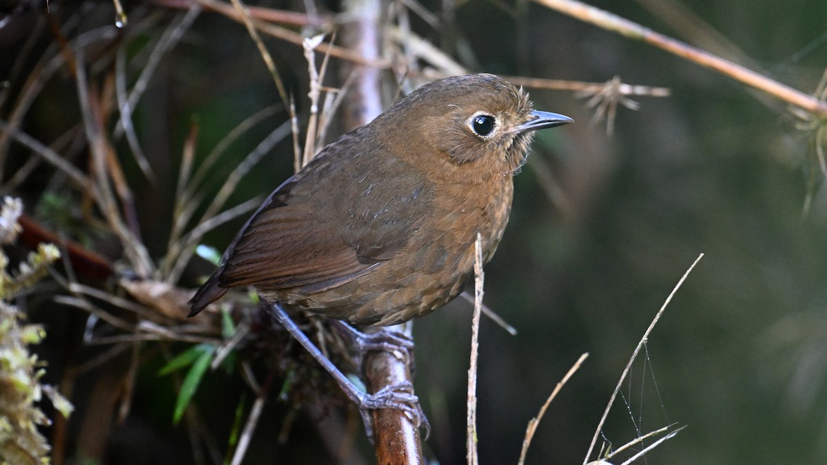boliviamaurpitta - ML642998346