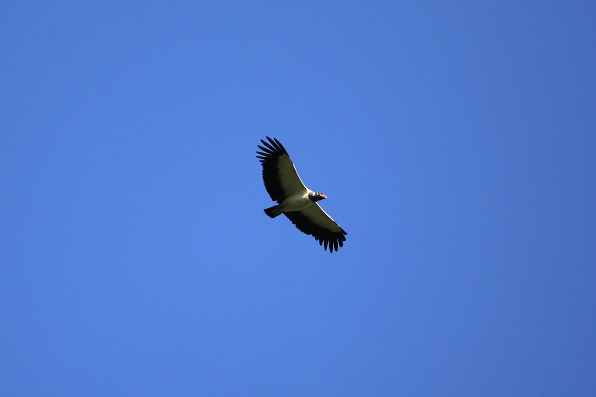 King Vulture - ML642998352