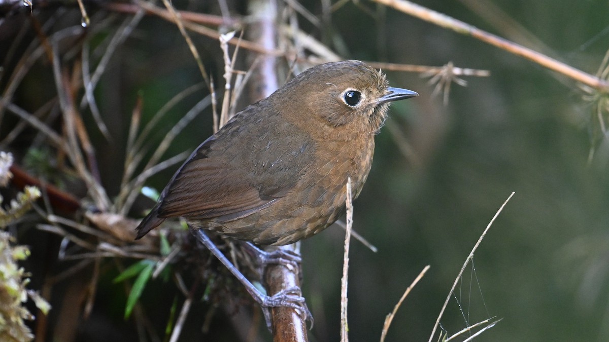 boliviamaurpitta - ML642998353