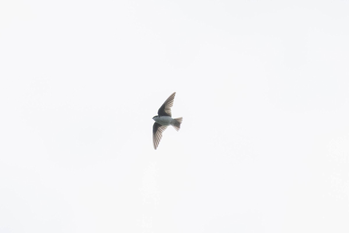 Tree Swallow - ML642998363