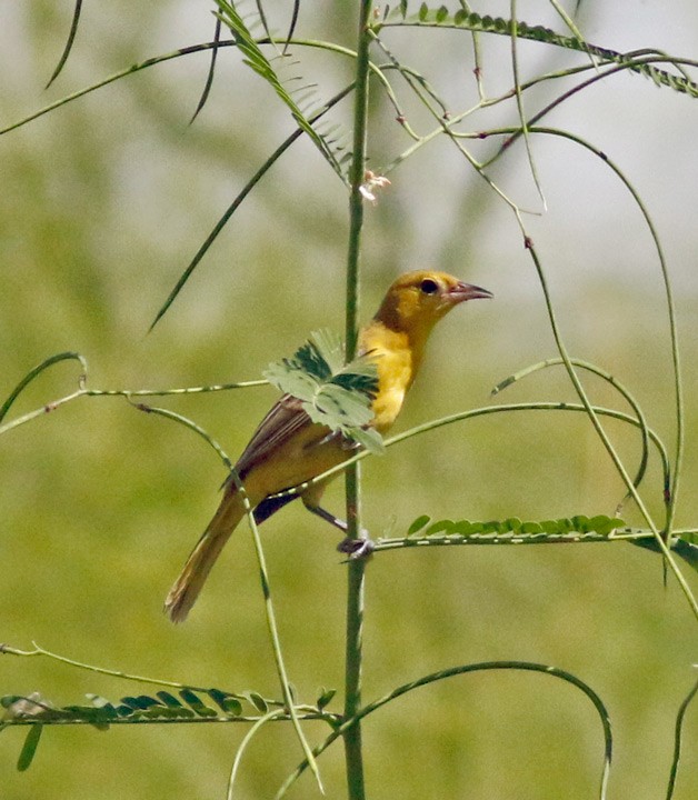 Orchard Oriole - ML642998378