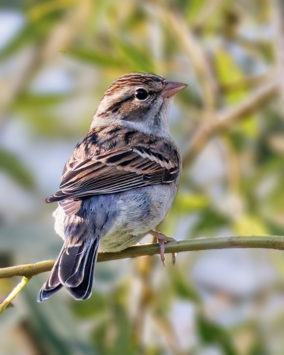 Chipping Sparrow - ML642998387