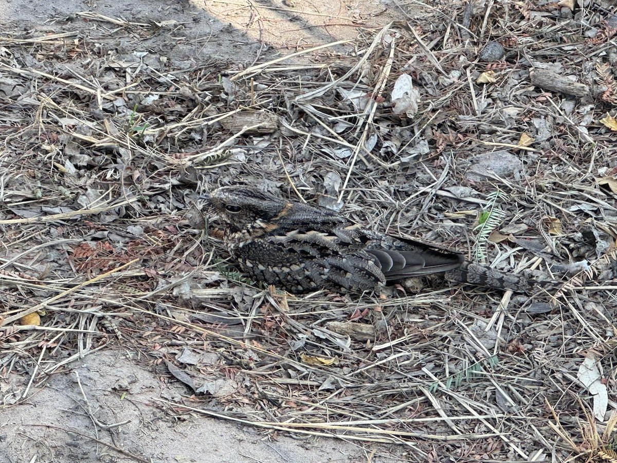 Scissor-tailed Nightjar - ML642998392