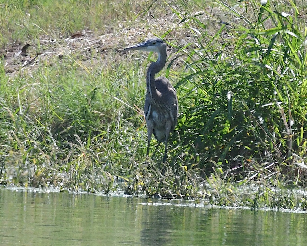 Great Blue Heron - ML642998393