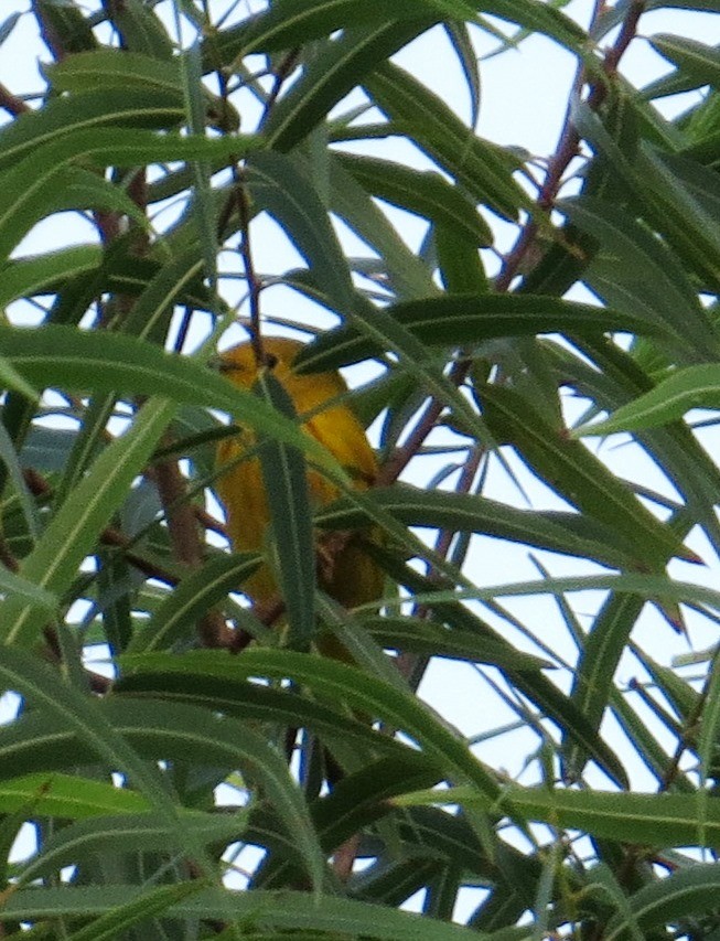 Yellow Warbler - ML642998406