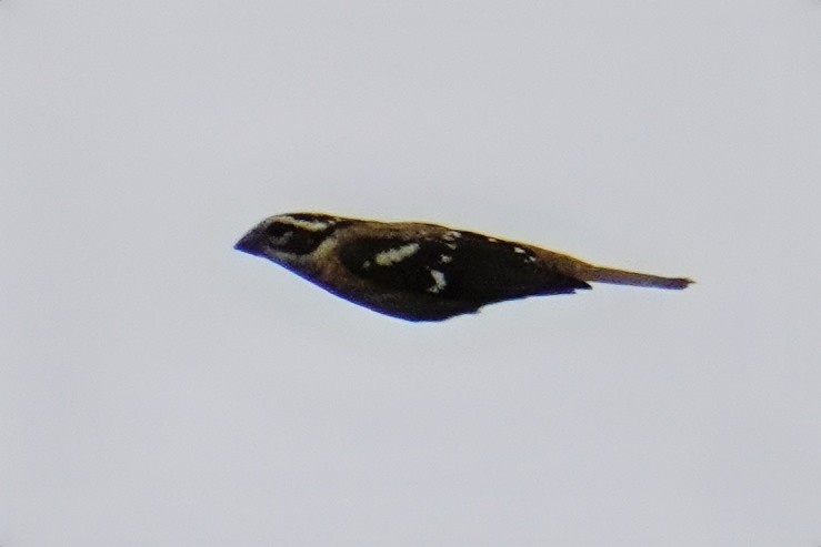 Rose-breasted Grosbeak - ML642998414