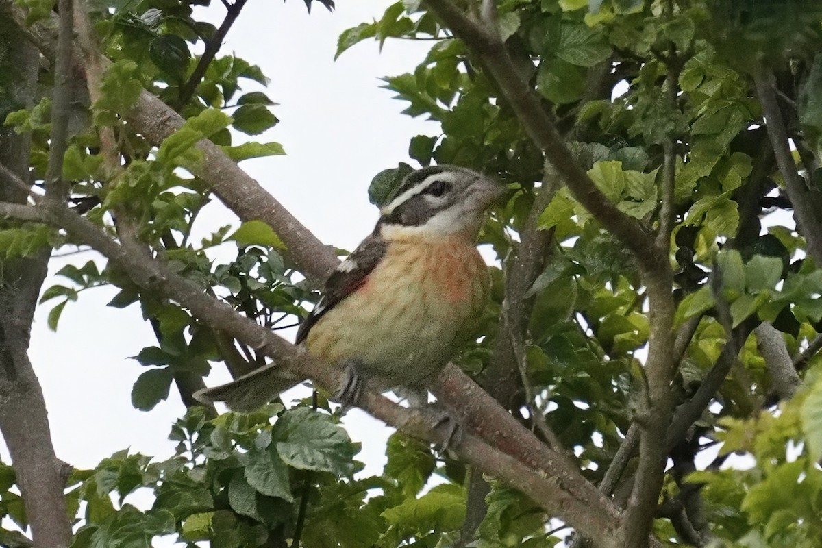 Rose-breasted Grosbeak - ML642998415
