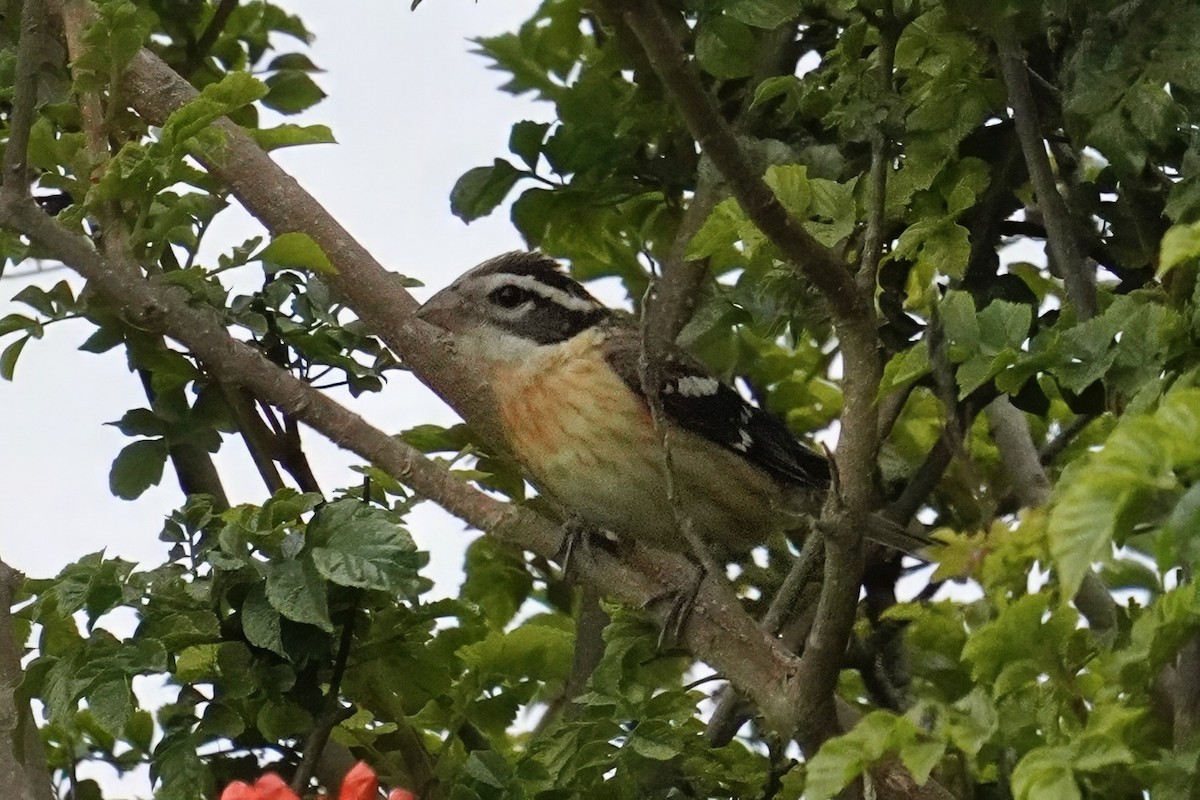 Rose-breasted Grosbeak - ML642998416