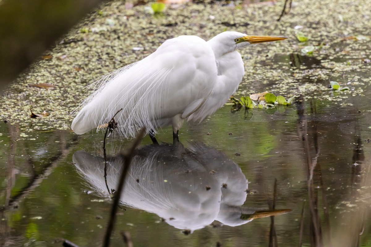 Great Egret - ML642998418