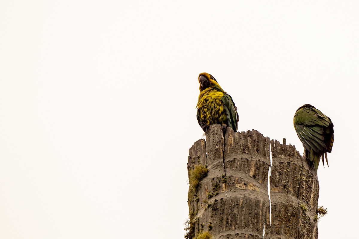 Yellow-eared Parrot - ML642998426