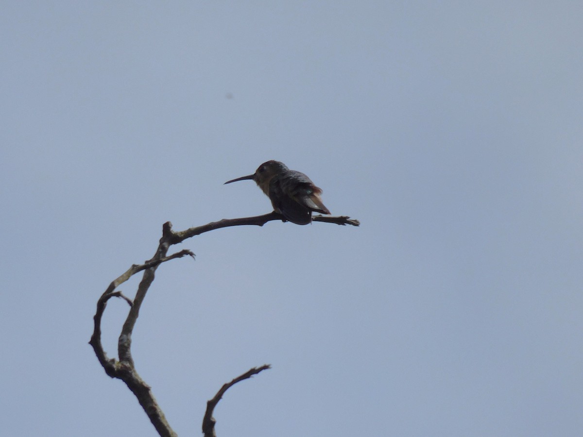 Rufous Sabrewing - ML642998428