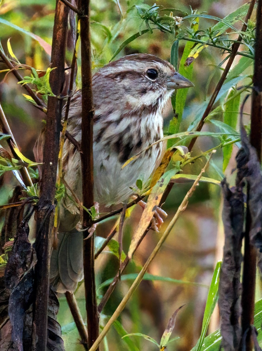 Song Sparrow - ML642998431