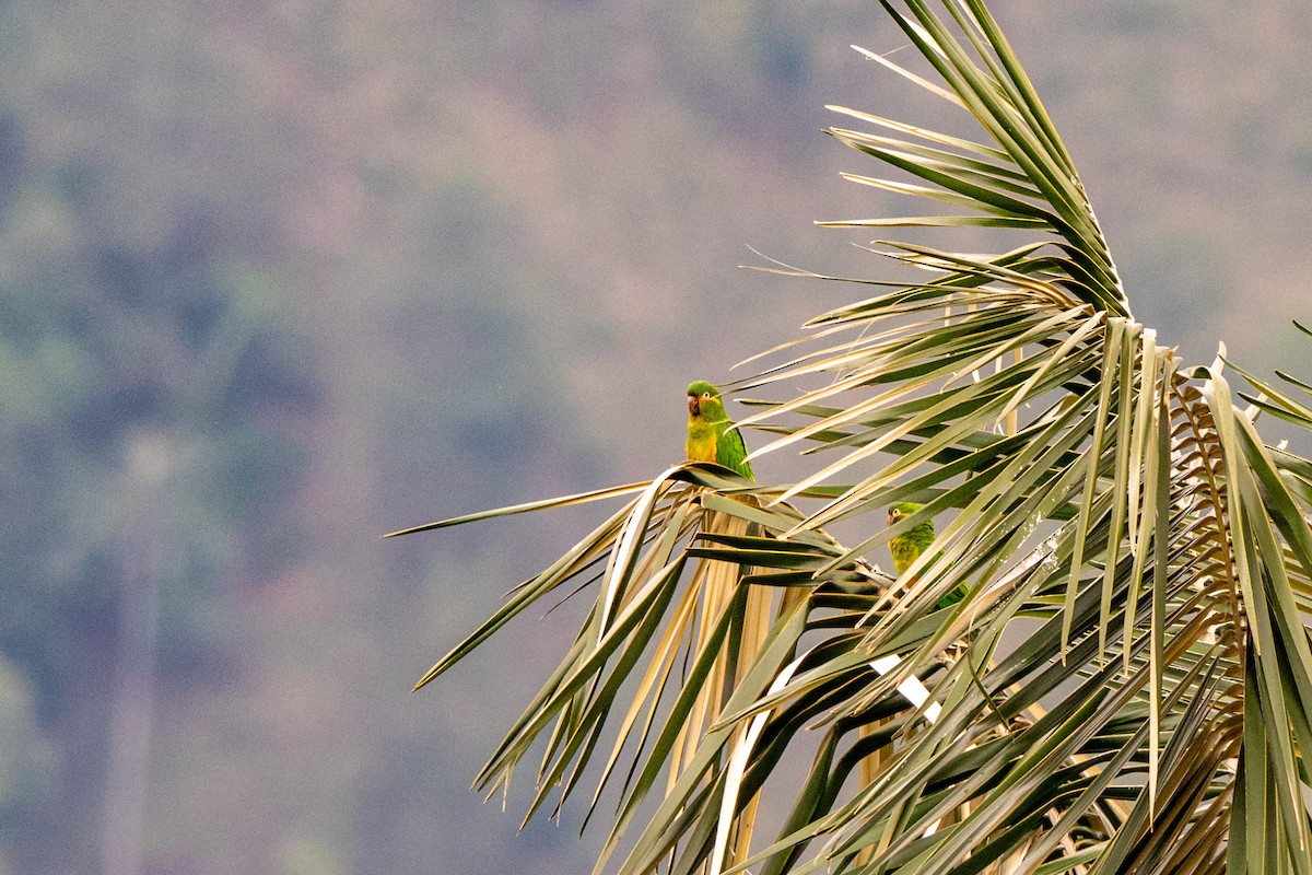 Golden-plumed Parakeet - ML642998432