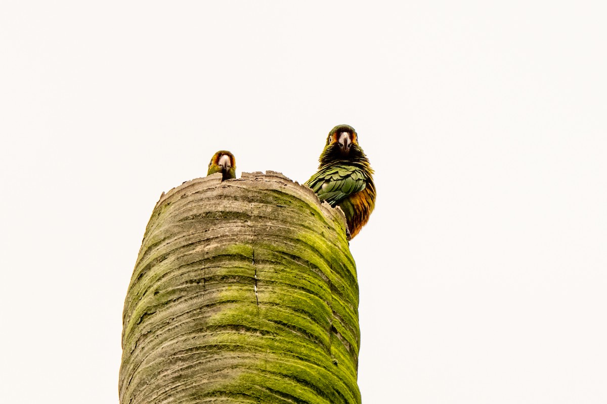 Golden-plumed Parakeet - ML642998433