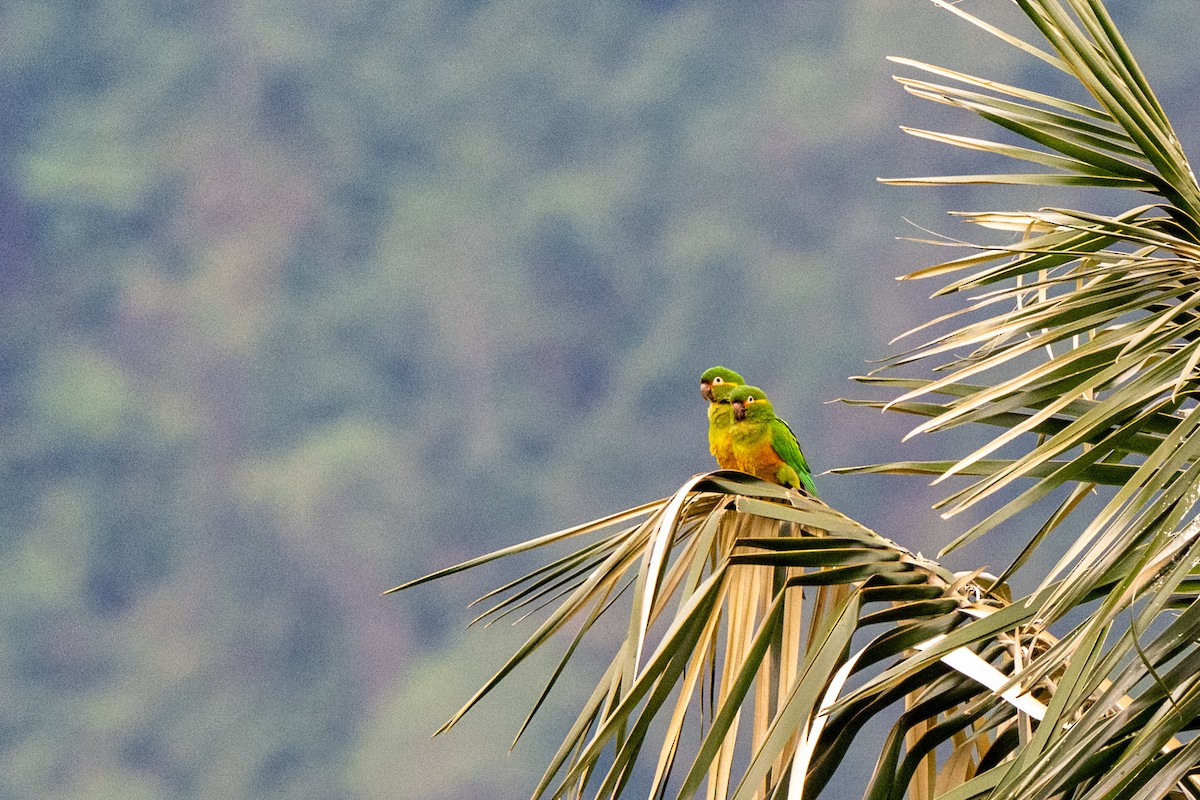 Golden-plumed Parakeet - ML642998434