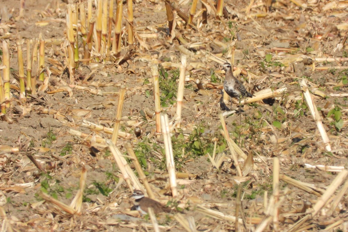 American Golden-Plover - ML642998464