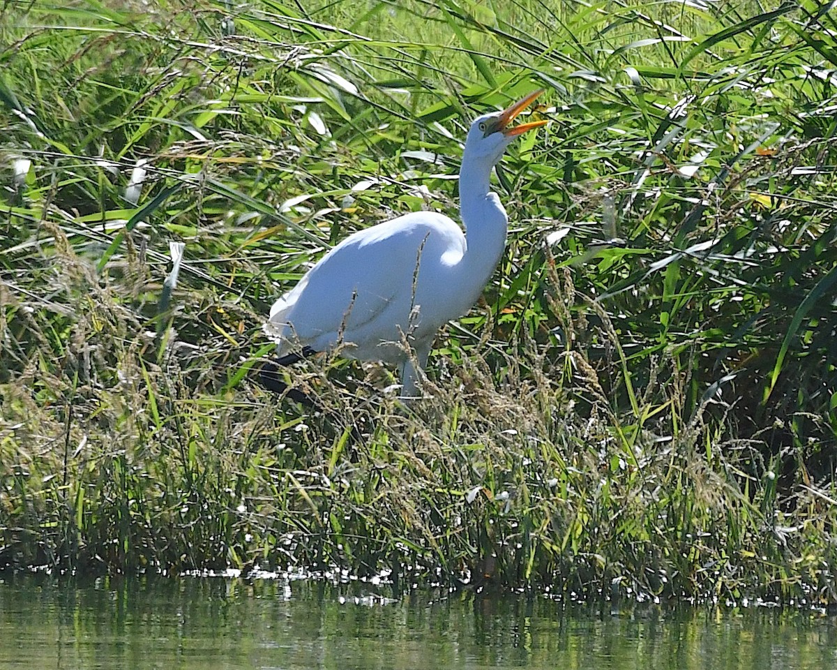 Great Egret - ML642998466