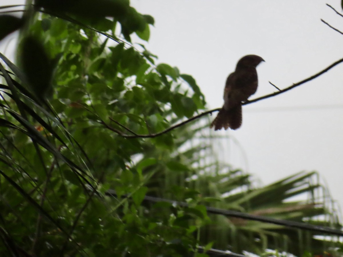 Chuck-will's-widow - ML642998468