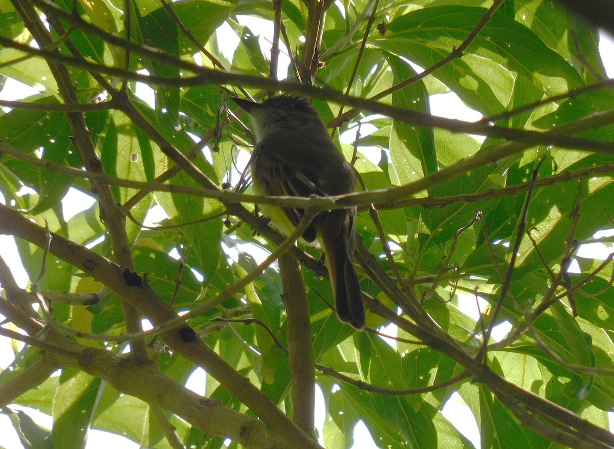 Dusky-capped Flycatcher - ML642998470