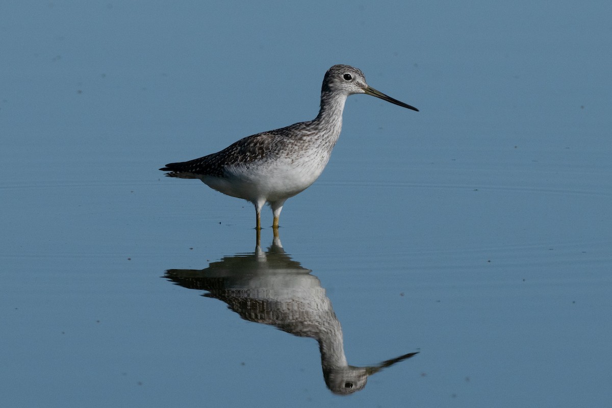 Greater Yellowlegs - ML642998488
