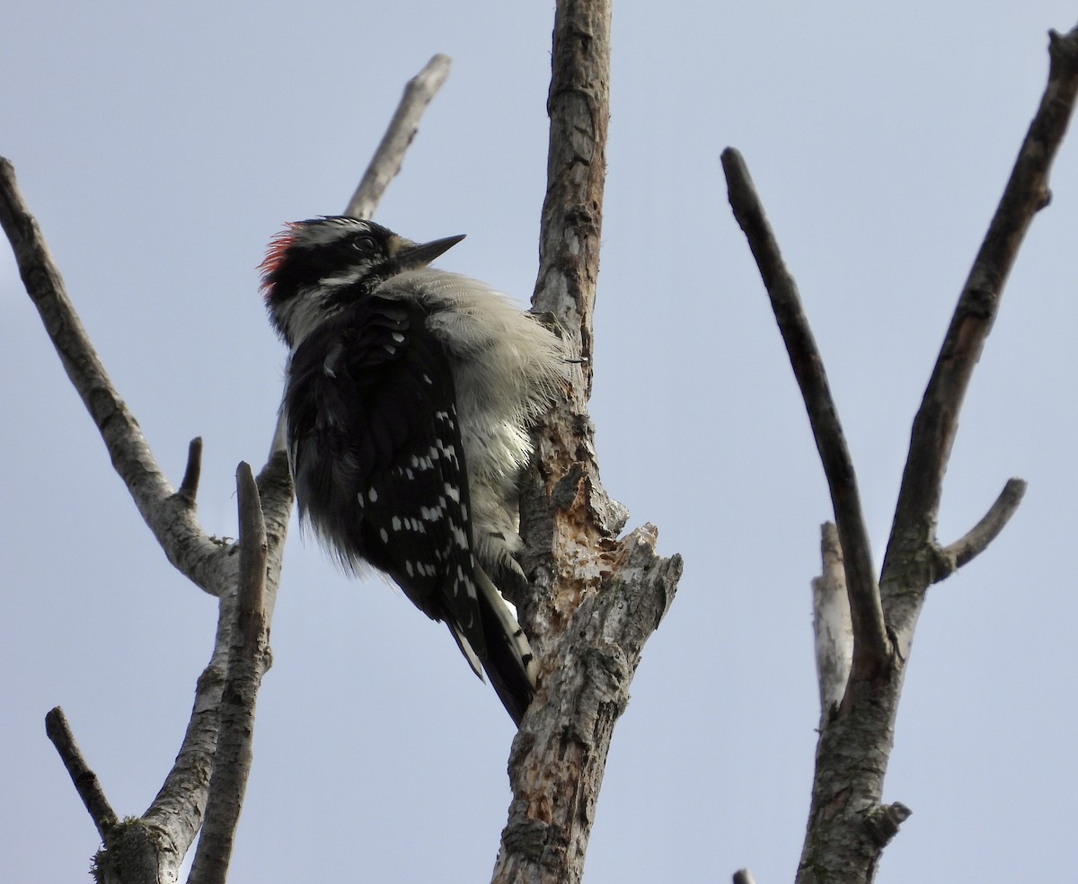 Downy Woodpecker - ML642998504
