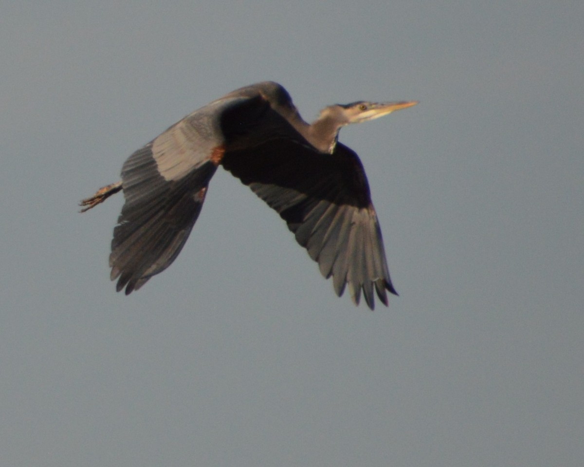 Great Blue Heron - ML642998508