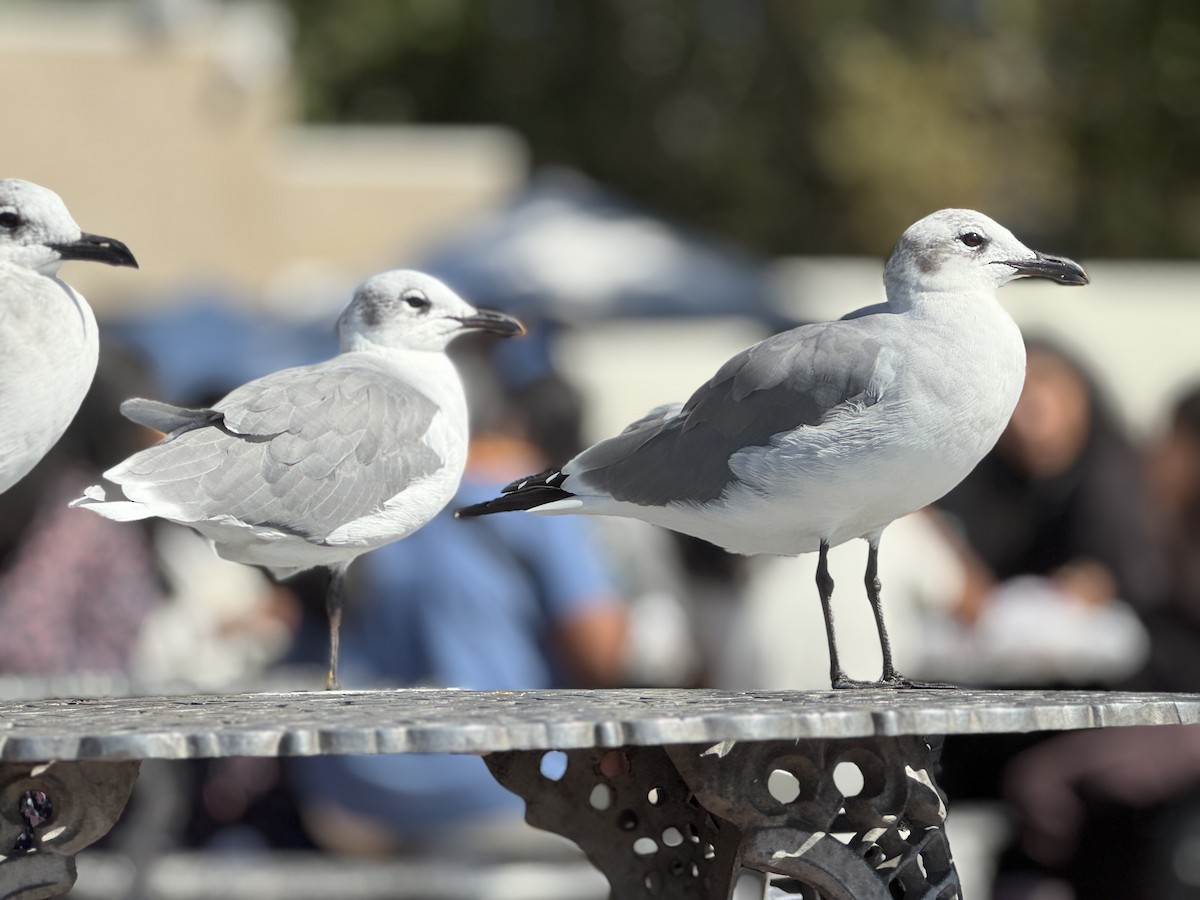 Laughing Gull - ML642998514