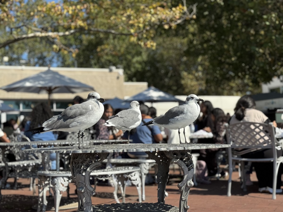 Laughing Gull - ML642998515