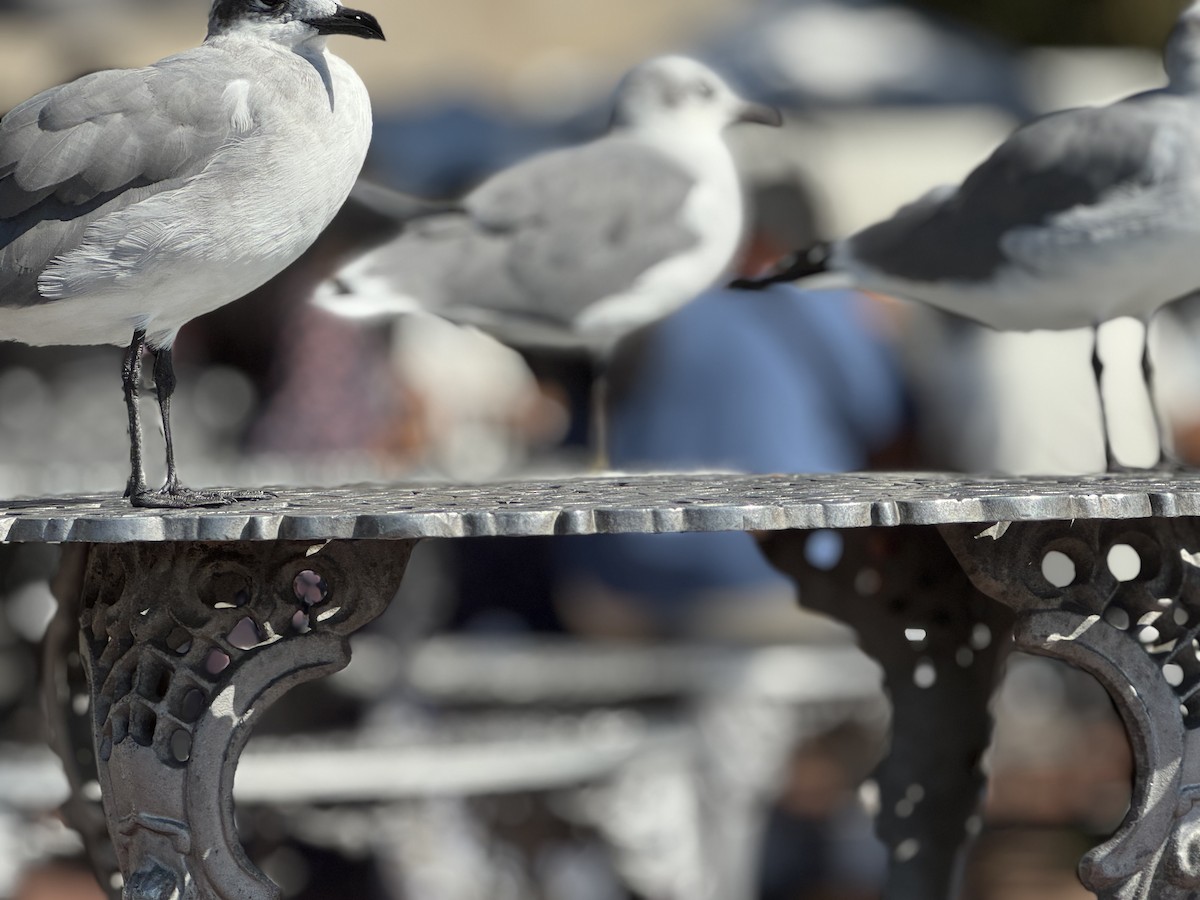 Laughing Gull - ML642998516