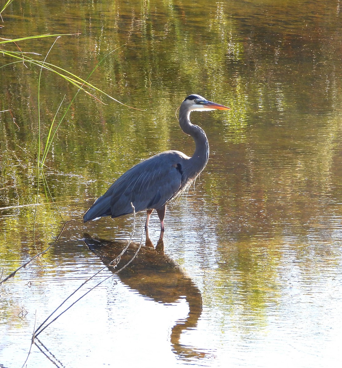 Great Blue Heron - ML642998538