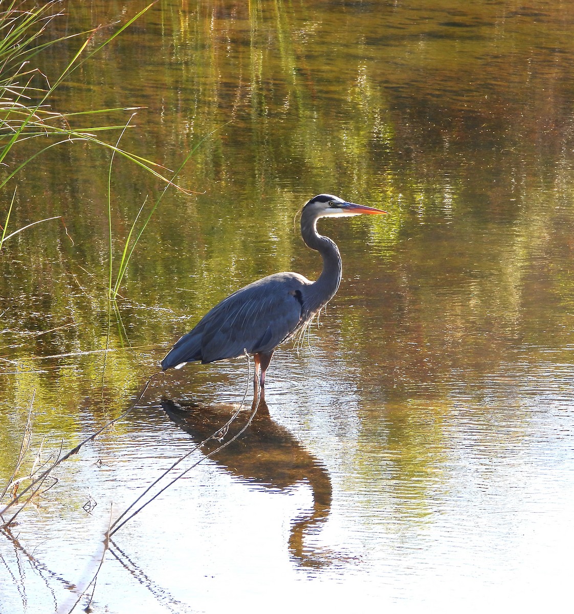 Great Blue Heron - ML642998539