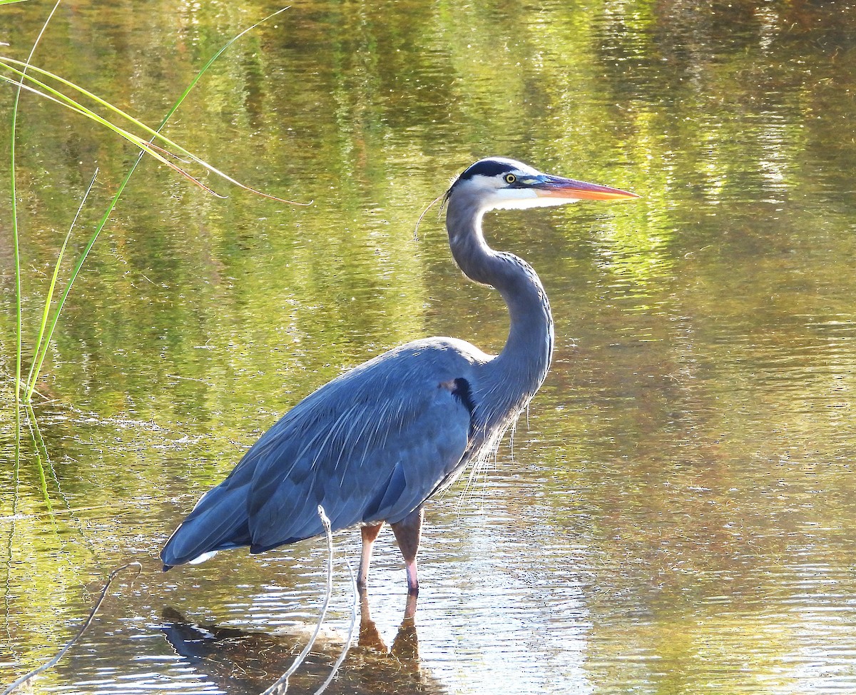 Great Blue Heron - ML642998540