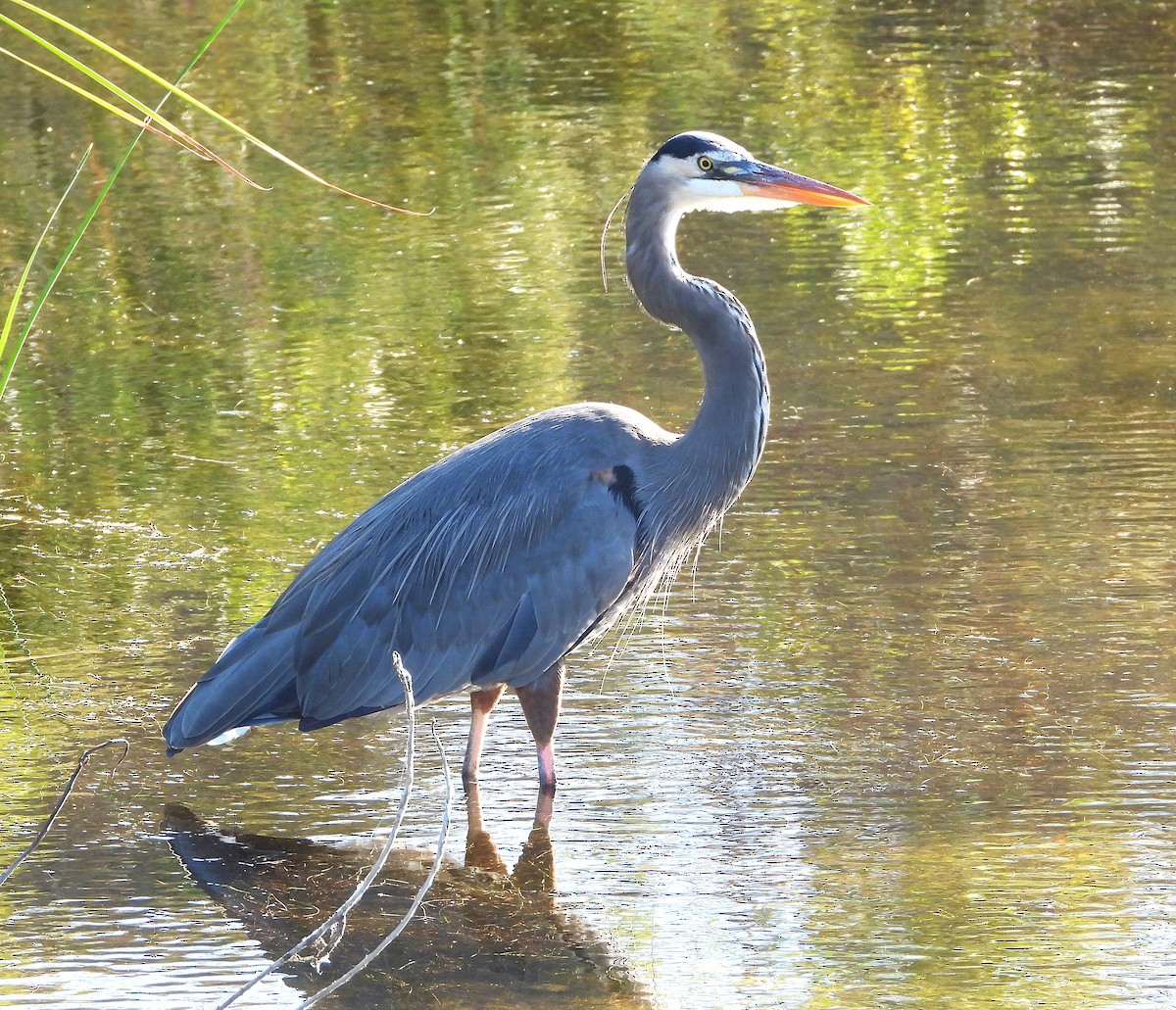 Great Blue Heron - ML642998541