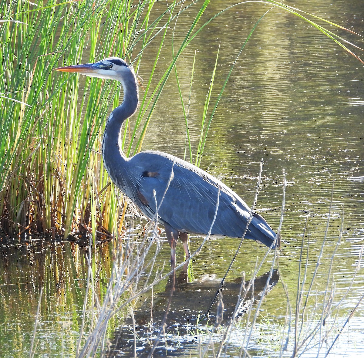 Great Blue Heron - ML642998542