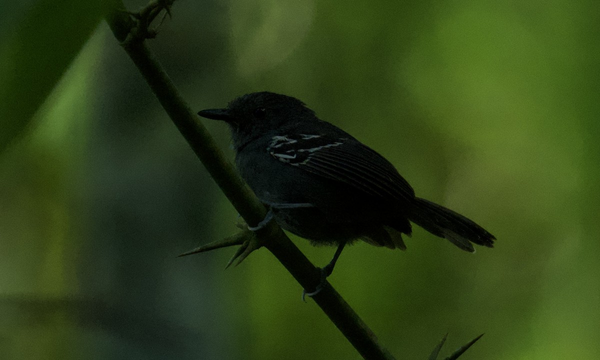 Parker's Antbird - ML642998580