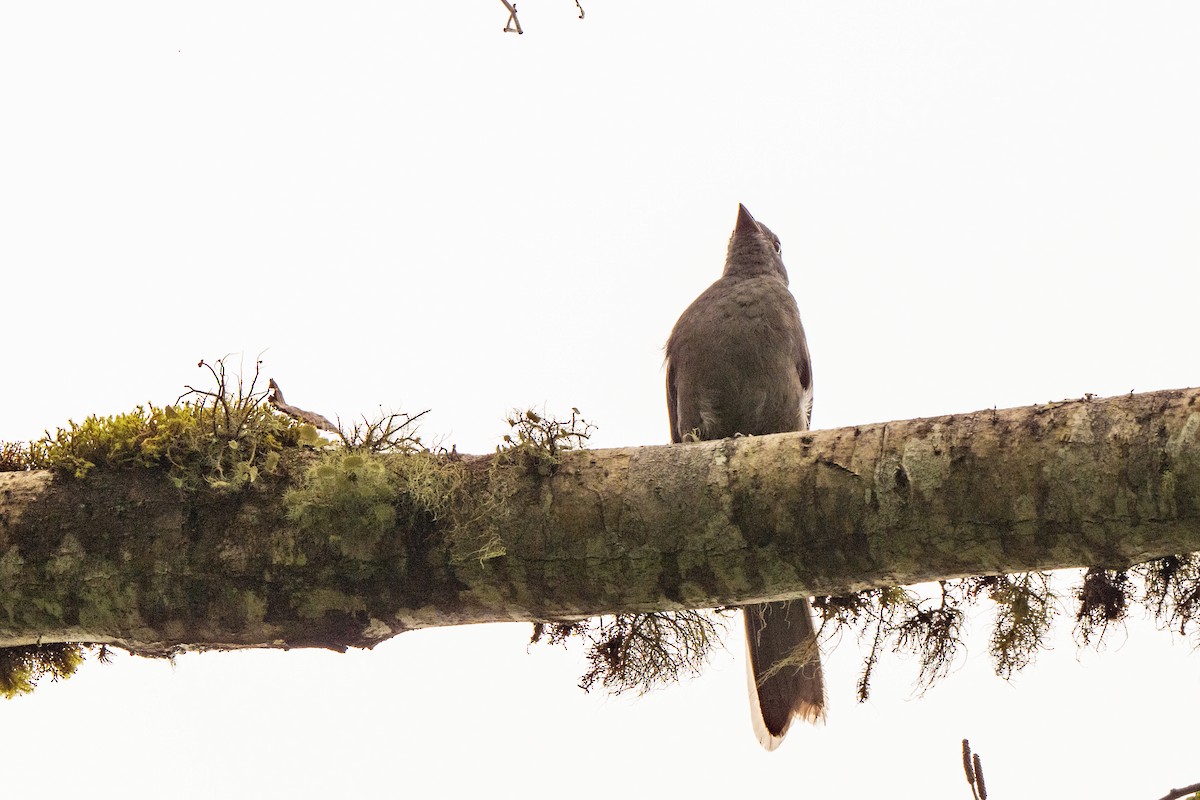 Dusky Piha - ML642998587